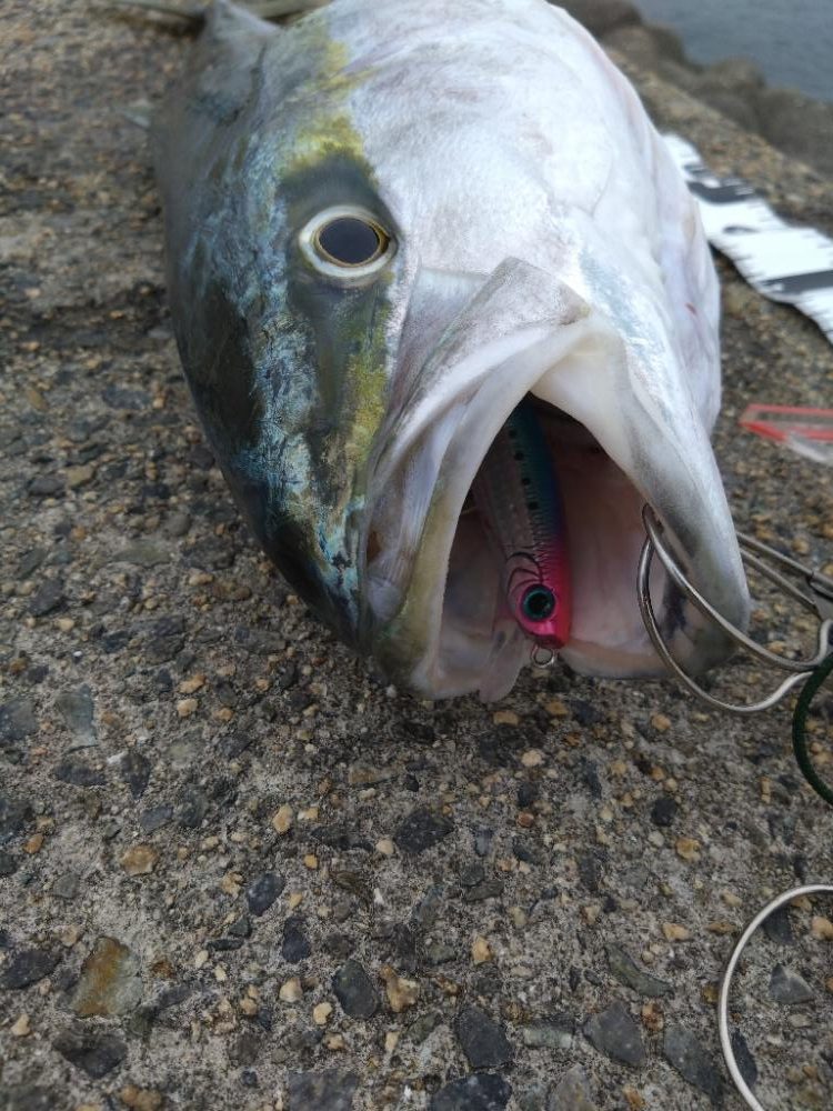 メジロ回遊してます！