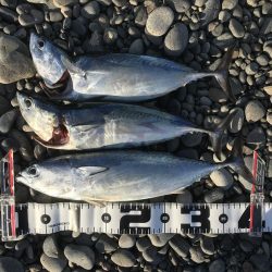 ソウダガツオ好調