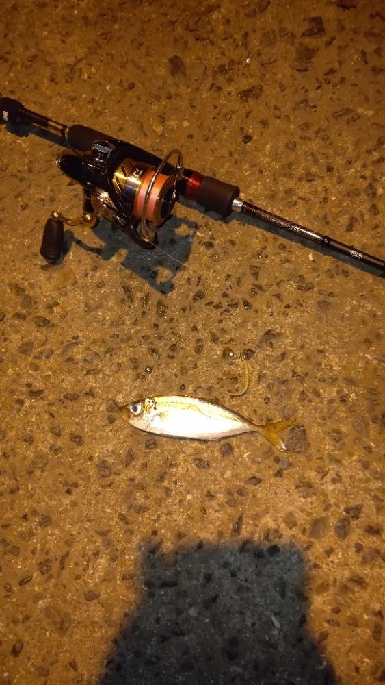 南港大橋でアジング