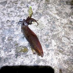 はじめてのヒイカ釣り