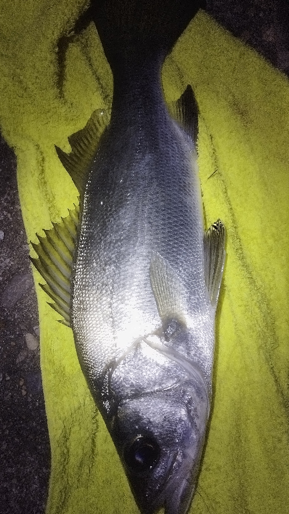 鈴木さん、初めまして