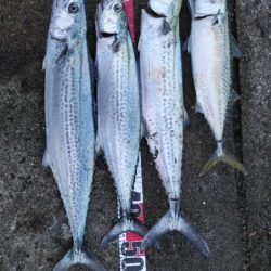 今年はタチウオ釣れず