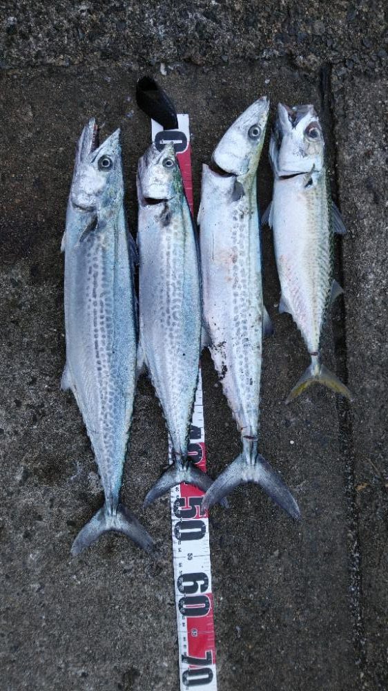 今年はタチウオ釣れず