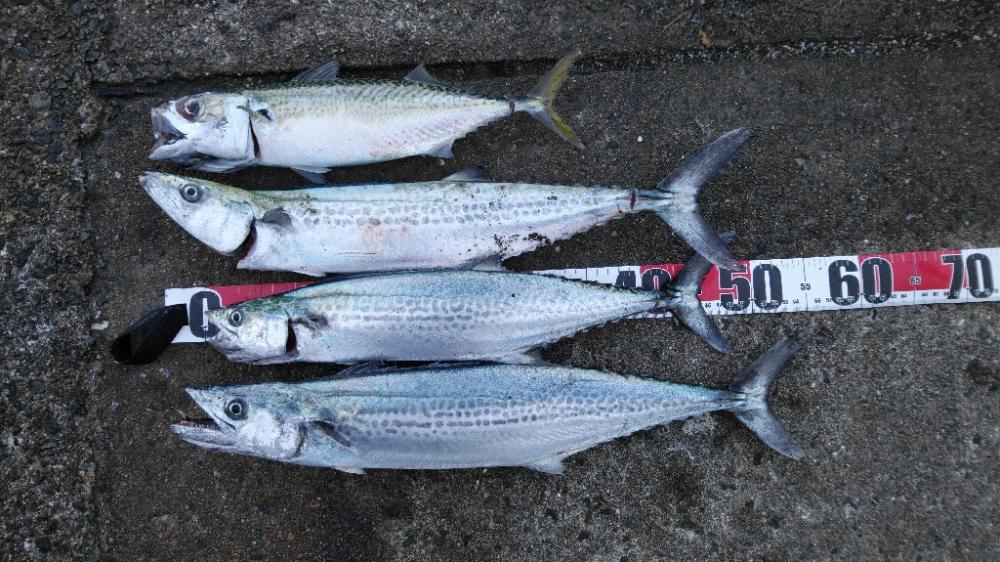 今年はタチウオ釣れず