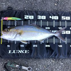 まさかのカンパチ