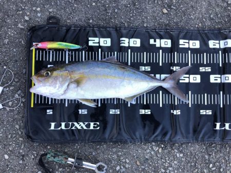 まさかのカンパチ