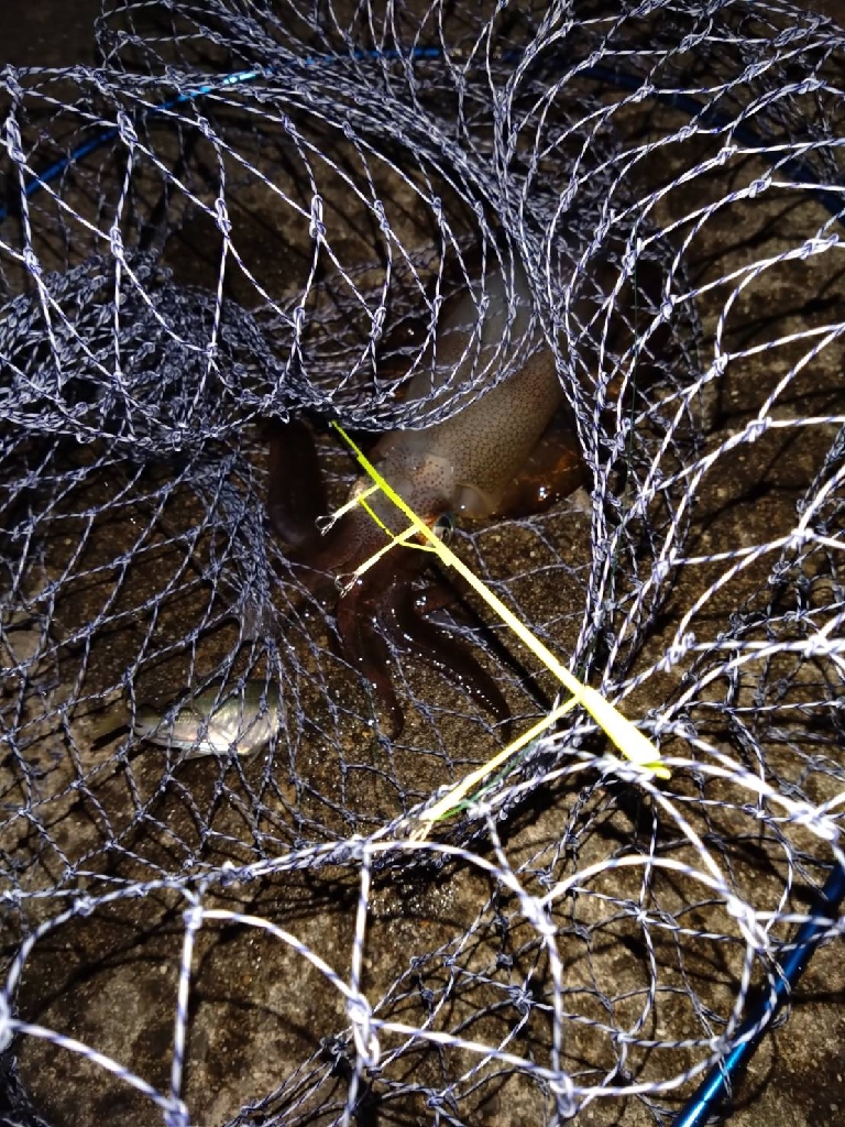 久々のアオリGET!即席タックルで苦笑