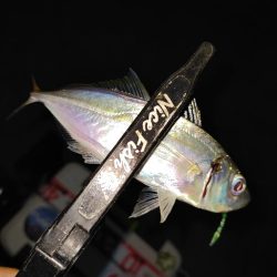 豆アジング@南港