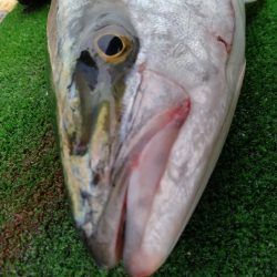 レンタルボート釣り