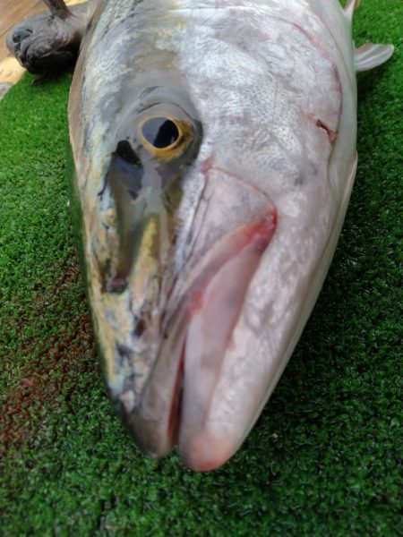 レンタルボート釣り