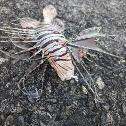 陸っぱり釣行記