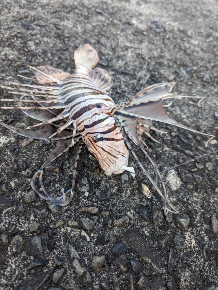 陸っぱり釣行記