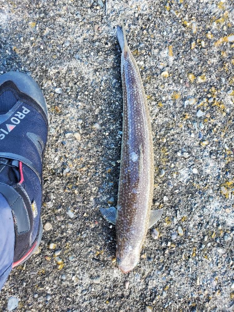 何も釣れないよりはマシ