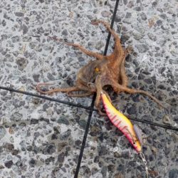 🐙ミニモニタコちゃん🐙