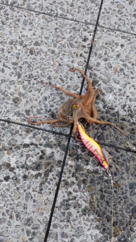 🐙ミニモニタコちゃん&#x…