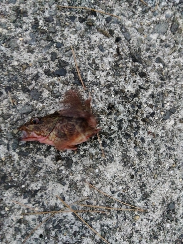 ワームでカサゴ