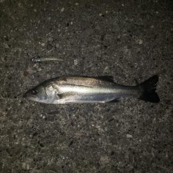 とにかく魚を釣ろう！