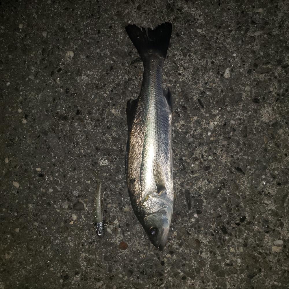 とにかく魚を釣ろう！