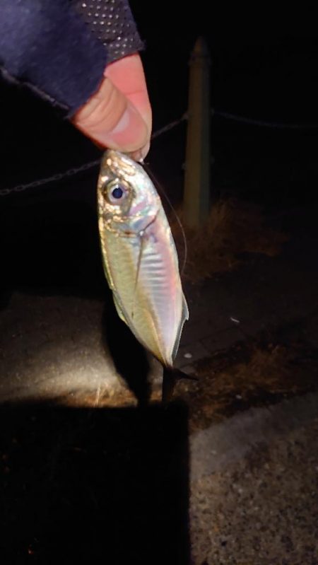 今日は回遊遅め