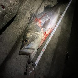 今年もチャンスはあと僅か。。