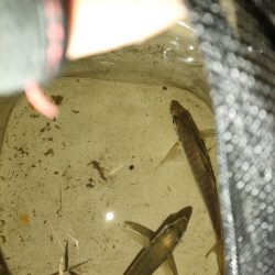 寒すぎるがまだアジはいる