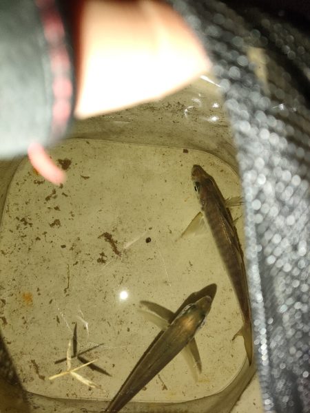 寒すぎるがまだアジはいる