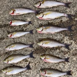 神谷荘さんでカゴ釣り