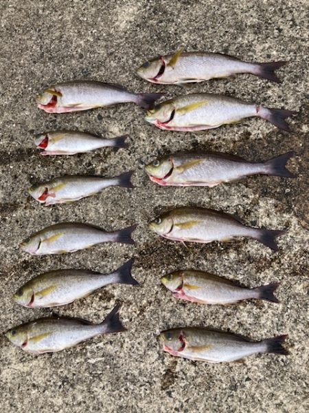 神谷荘さんでカゴ釣り