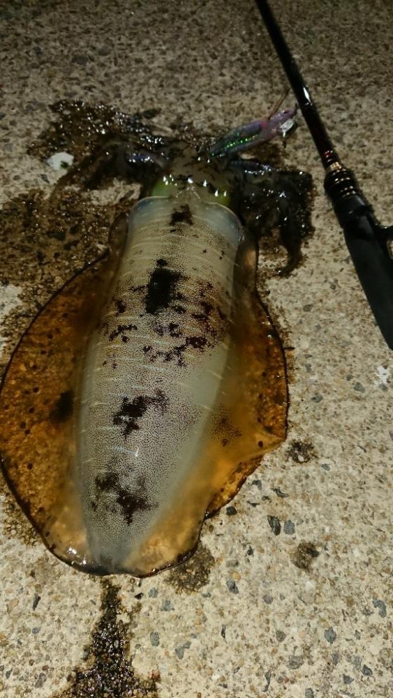 対馬エギング釣果