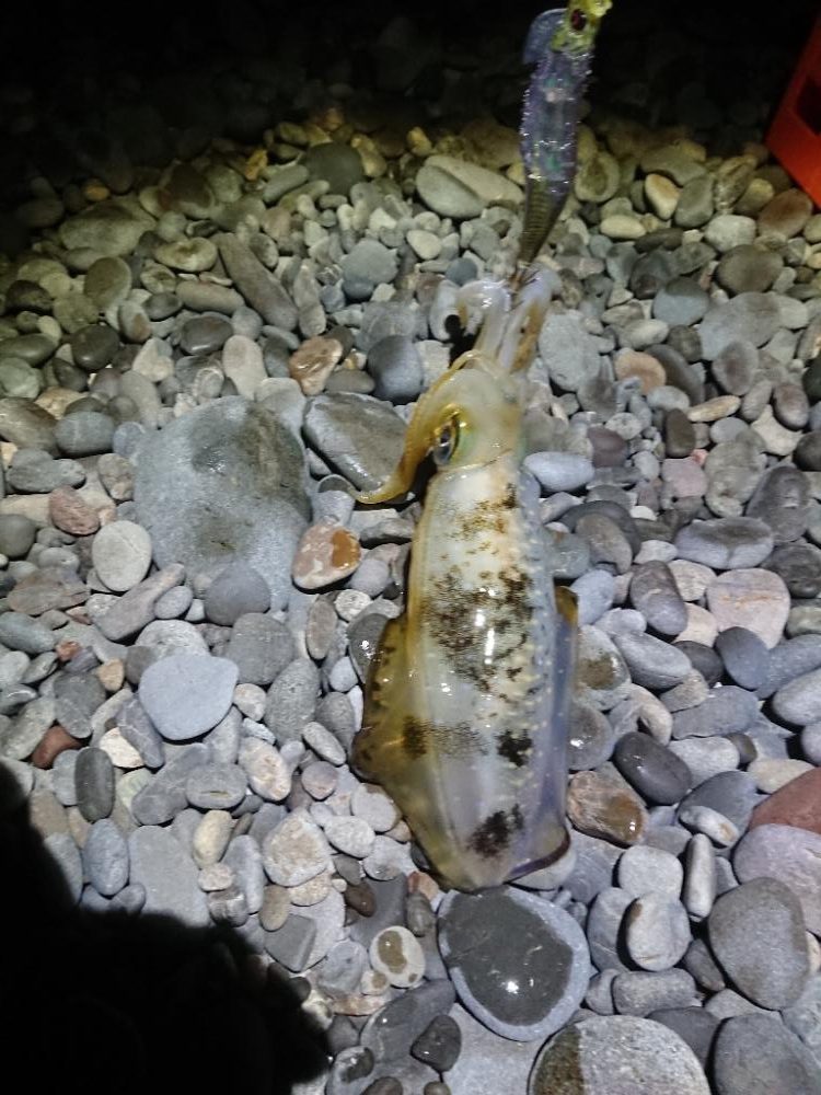 サーフエギング