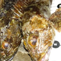 本命のメバルは