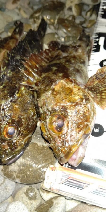 本命のメバルは