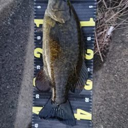 またアラバマフィッシュ