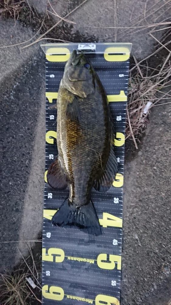 またアラバマフィッシュ