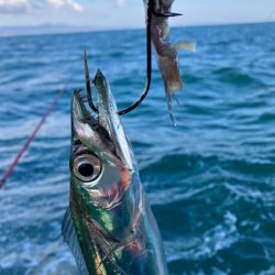 泉州丸さんで太刀魚