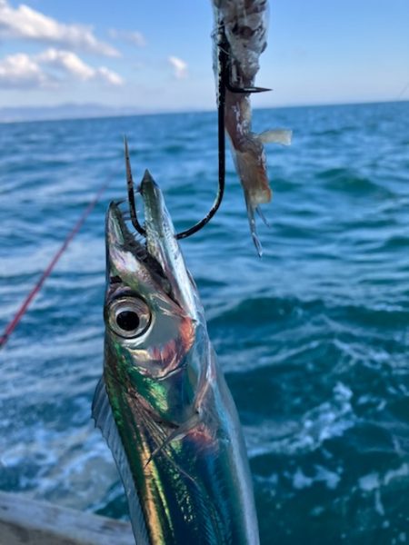 泉州丸さんで太刀魚