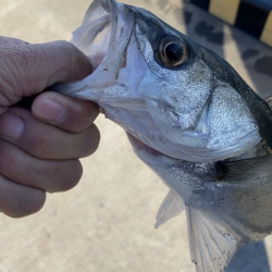 シーバス釣り