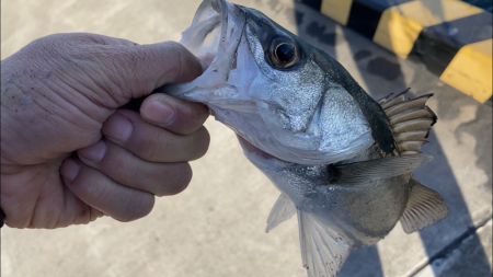 シーバス釣り