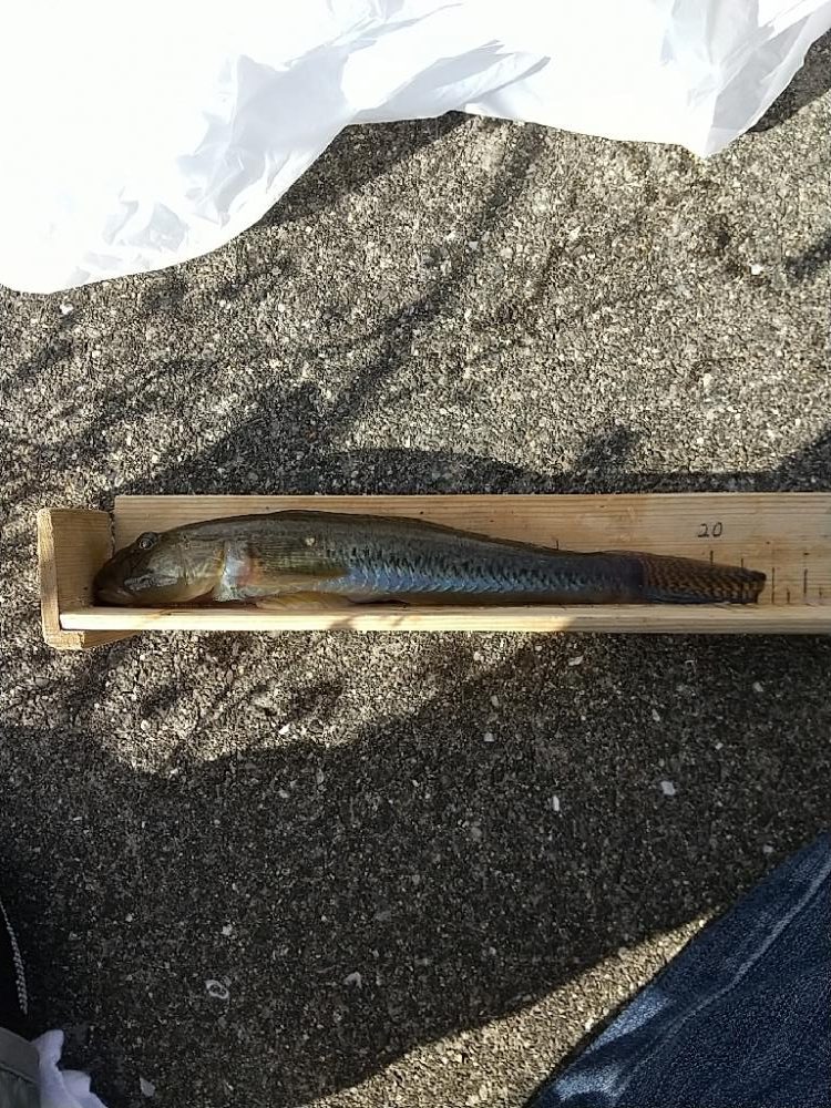 淀川ハゼ～21.8cm、僅かに更新…