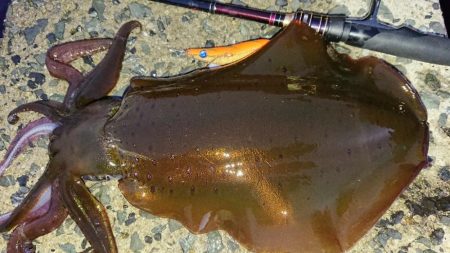 遂に対馬が選択できる！！