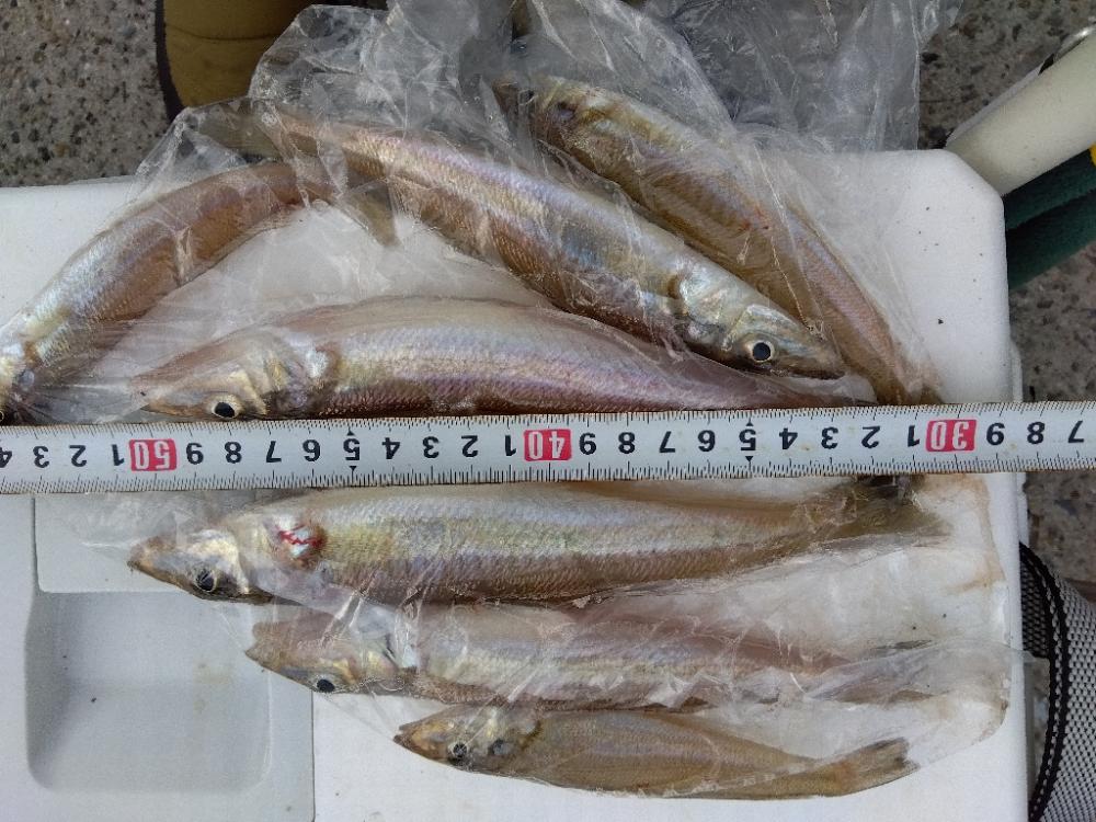 苅屋海岸のキス釣り