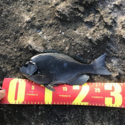 白浜の見草地磯でグレ10匹GET
