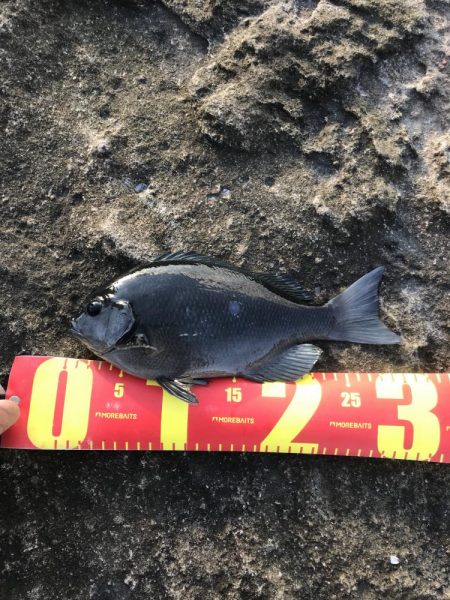 白浜の見草地磯でグレ10匹GET