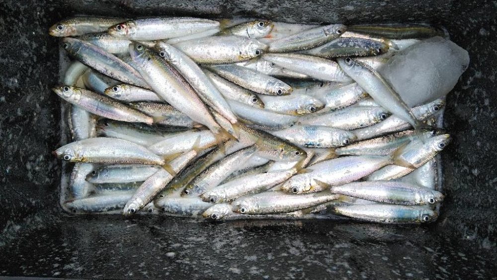 マイワシフィーバー