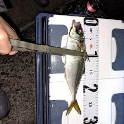 久しぶりのでかアジ