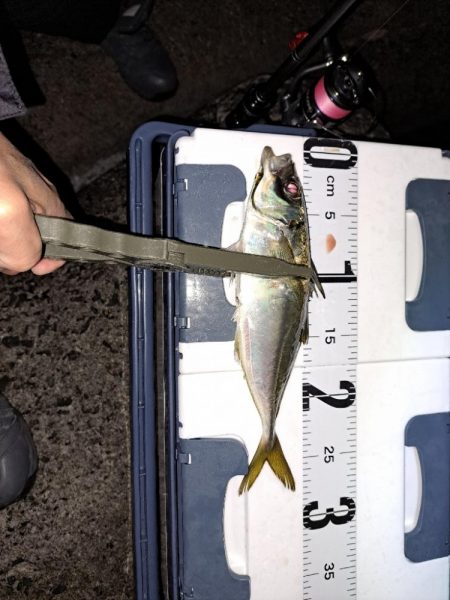 久しぶりのでかアジ