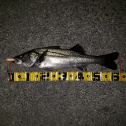 リベンジ朝練釣行！