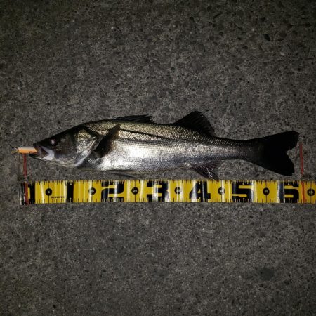 リベンジ朝練釣行！