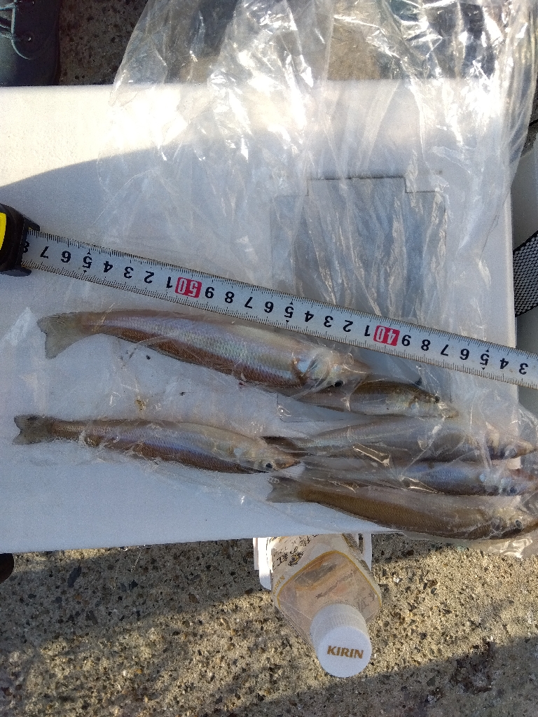 苅屋海岸のキス釣り