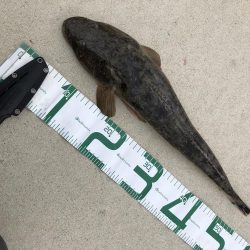 美味魚が食べたくて